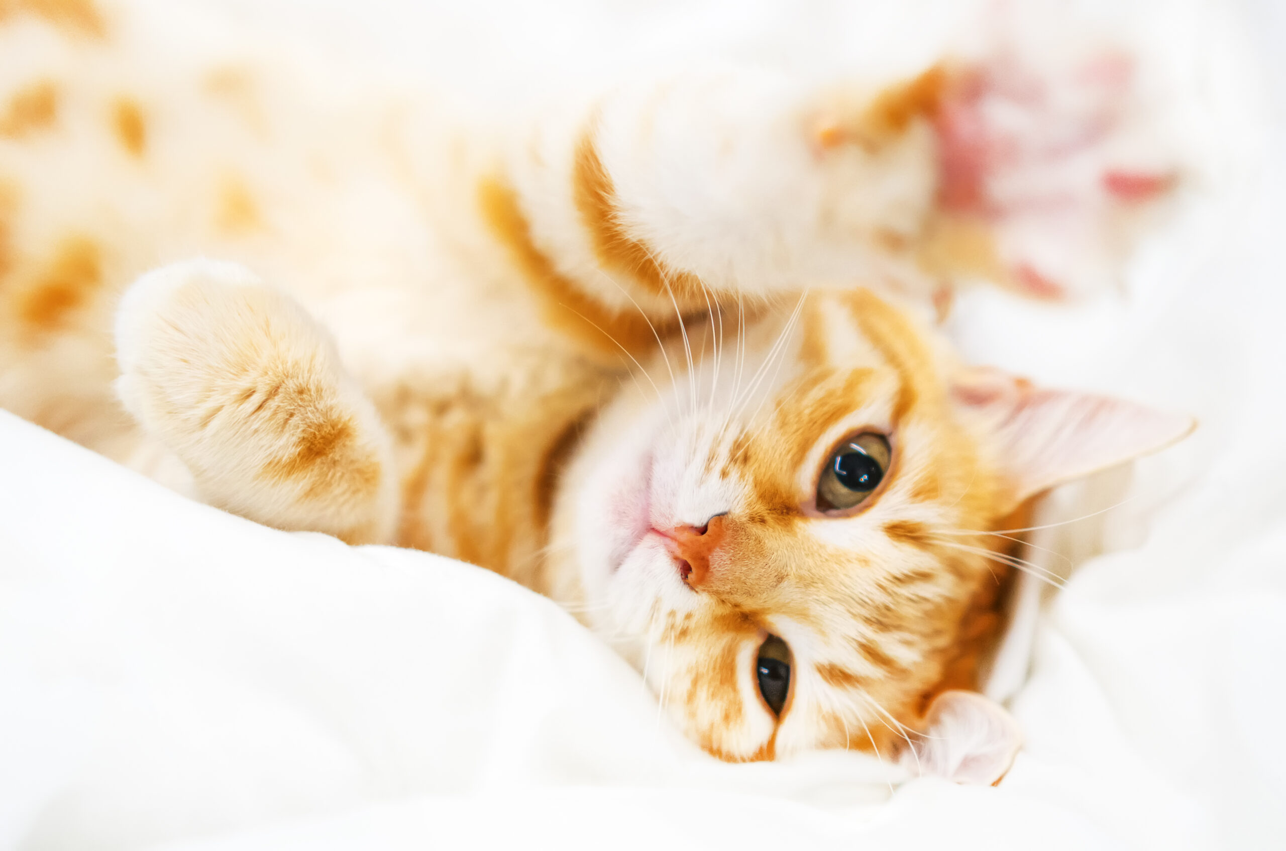 Veterinarian in Pahrump, NV Veterinarian in Pahrump, NV