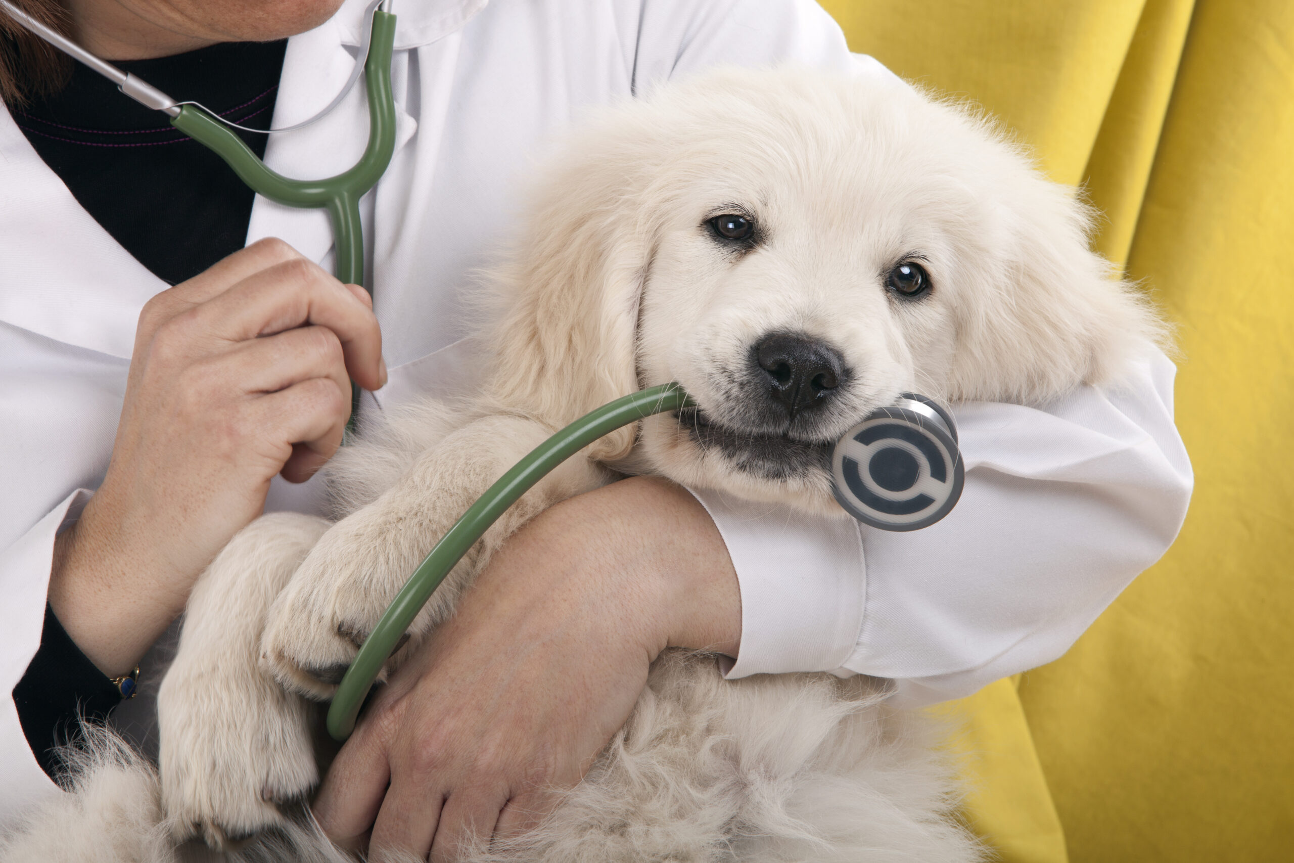 Veterinarian in Pahrump, NV Veterinarian in Pahrump, NV